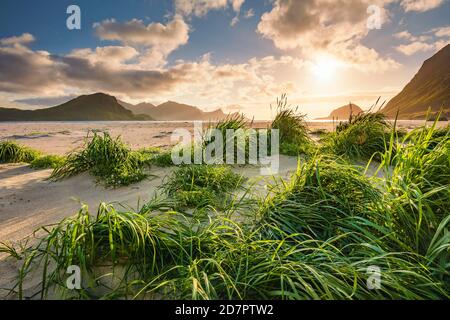 Lumière de dos chaude sur la plage de sable blanc, en front de touffes d'herbe verte, plage de Haukland, Leknes, Lofoten, Nordland, Norvège Banque D'Images