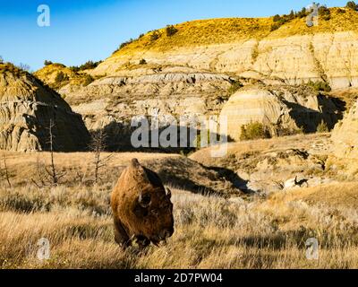 Buffle ou bison américain, Bison bison, dans le parc national Theodore Roosevelt, Dakota du Nord, États-Unis Banque D'Images