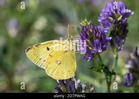Jaune foncé (Colias croceus) Wallis, Suisse Banque D'Images