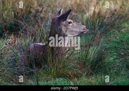 Cerf-vache rouge (Cervus elaphus) reposant sur un pré forestier, Schleswig-Holstein, Allemagne Banque D'Images