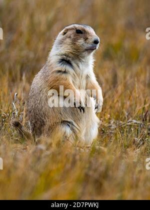 Le chien de prairie à queue noire, Cynomys ludovicianus, dans les badlands du parc national Theodore Roosevelt, Dakota du Nord, États-Unis Banque D'Images