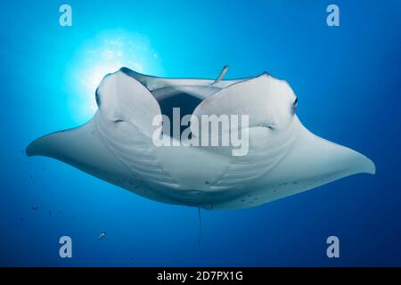 Reef manta ray (Manta alfredi) se balaie au-dessus de la station de nettoyage au feu arrière, Richelieu Rock, la mer d'Andaman, le parc national de Mu Ko Similan, les îles Similan Banque D'Images