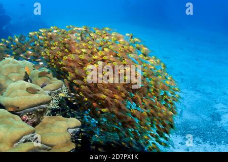 Sweeper à Pigmy Swarm (Parapriacanthus ransonneti) ou poisson en verre d'or, mer d'Andaman, parc national de Mu Ko Similan, îles Similan, province de Phang Nga Banque D'Images