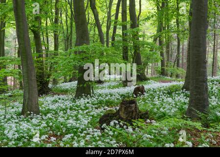 Ramsons en fleurs ( Allium ursinum) en forêt de hêtres, forêt de Teutoburg, Hilter, Rhénanie-du-Nord-Westphalie, Allemagne Banque D'Images