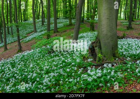 Ramsons en fleurs ( Allium ursinum) en forêt de hêtres, forêt de Teutoburg, Hilter, Rhénanie-du-Nord-Westphalie, Allemagne Banque D'Images