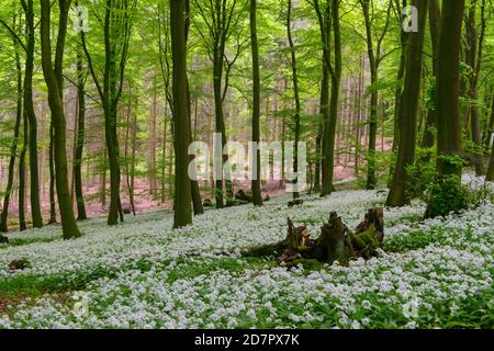 Ramsons en fleurs ( Allium ursinum) en forêt de hêtres, forêt de Teutoburg, Hilter, Rhénanie-du-Nord-Westphalie, Allemagne Banque D'Images