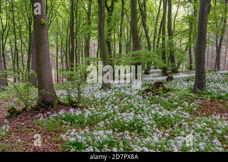 Ramsons en fleurs ( Allium ursinum) en forêt de hêtres, forêt de Teutoburg, Hilter, Rhénanie-du-Nord-Westphalie, Allemagne Banque D'Images