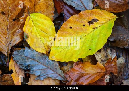 Feuilles de hêtre d'automne ( Fagus sylvatica) , Vechta, Basse-Saxe, Allemagne Banque D'Images