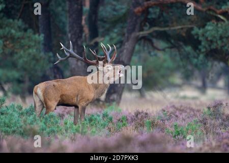 Tube émetteur cerf rouge ( Cervus elaphus) dans la lande en fleur, de Hoge Veluwe National Park, pays-Bas Banque D'Images