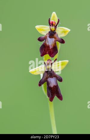 Orchidée de mouche ( Ophrys insectifera) en fleur, orchidée, Osnabrueck, Basse-Saxe, Allemagne Banque D'Images