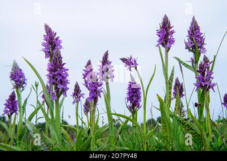 Orchidée de marais du sud ( Dactylorhiza praetermissa) en fleur, orchidée, Meppen, Basse-Saxe, Allemagne Banque D'Images