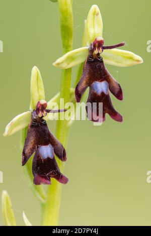 Orchidée de mouche ( Ophrys insectifera) en fleur, orchidée, Osnabrueck, Basse-Saxe, Allemagne Banque D'Images