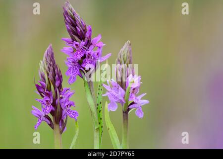 Orchidée de marais du sud ( Dactylorhiza praetermissa) en fleur, orchidée, Meppen, Basse-Saxe, Allemagne Banque D'Images