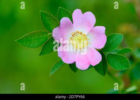 Chien à fleurs rose ( Rosa corymbifera) , Oldenburger Muensterland, Vechta, Basse-Saxe, Allemagne Banque D'Images