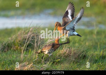 Godwits à queue noire disputée ( Limosa limosa) dans les prairies humides, la guerre du gazon, les basses terres des dunes, Lembruch, Basse-Saxe, Allemagne Banque D'Images