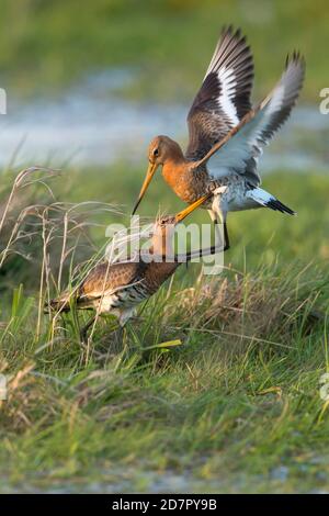 Godwits à queue noire disputée ( Limosa limosa) dans les prairies humides, la guerre du gazon, les basses terres des dunes, Lembruch, Basse-Saxe, Allemagne Banque D'Images