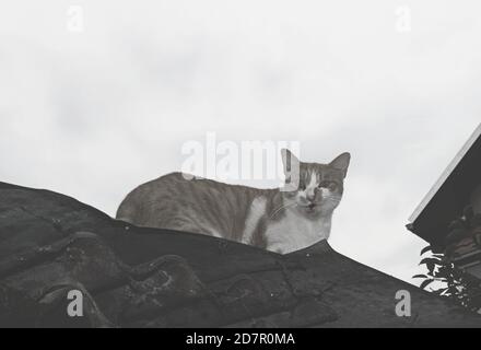 Un chat sur le toit, noir et blanc Banque D'Images