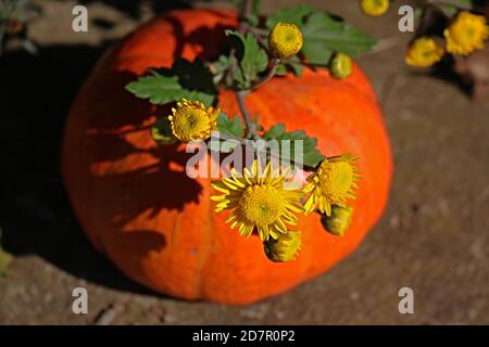 Fleurs jaunes et citrouille orange Banque D'Images