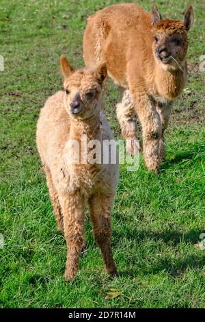 Gros plan d'un adorable bébé alpaga. Un alpaga adulte dans la prairie et mâcher l'herbe. Banque D'Images