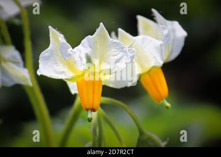 Macro de deux fleurs de pomme de terre blanches et jaunes Banque D'Images