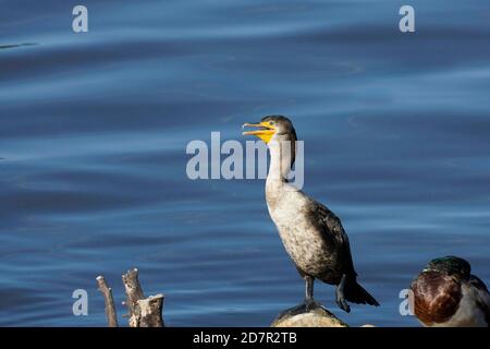Cormorant à double crête juvénile au bord de l'eau Banque D'Images