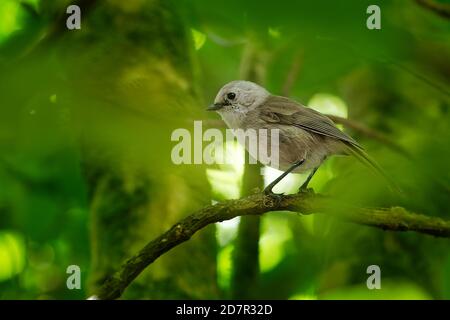 Whitehead - Mohoua albicilla - Popokatea petit oiseau de Nouvelle-Zélande, tête blanche et corps gris, oiseau de passerine endémique de Nouvelle-Zélande, classé dans Banque D'Images