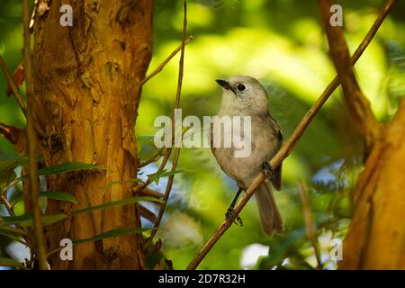 Whitehead - Mohoua albicilla - Popokatea petit oiseau de Nouvelle-Zélande, tête blanche et corps gris, oiseau de passerine endémique de Nouvelle-Zélande, classé dans Banque D'Images