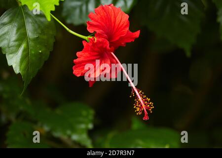 Hibiscus rouge (Hibiscus rosa-sinensis), Rarotonga, Îles Cook, Pacifique Sud Banque D'Images