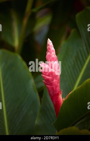 Fleur de gingembre sauvage rose, Rarotonga, Îles Cook, Pacifique Sud Banque D'Images