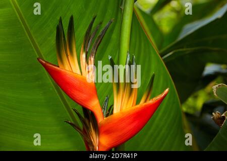 Fleur de perroquet (Heliconia sp.) Jardin botanique de Maire Nui, Titakaveka, Rarotonga, Îles Cook, Pacifique Sud Banque D'Images