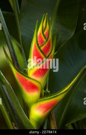 Heliconia, jardin botanique de Maire Nui, Titakaveka, Rarotonga, Îles Cook, Pacifique Sud Banque D'Images