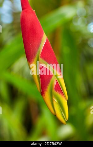 Hanging Heliconia (Heliconia rostrata), Maire Nui Gardens, Titakaveka, Rarotonga, Iles Cook, Pacifique Sud Banque D'Images