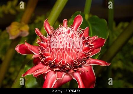 Torch Ginger (Nicolaia elatior), Maire Nui Gardens, Titakaveka, Rarotonga, îles Cook, Pacifique Sud Banque D'Images