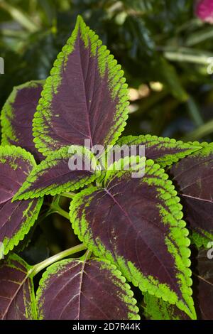 Feuilles de plantes tropicales, Rarotonga, Iles Cook, Pacifique Sud Banque D'Images