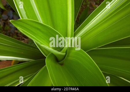 Feuilles de plantes tropicales, Rarotonga, Iles Cook, Pacifique Sud Banque D'Images