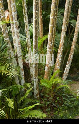 Bambou, jardin botanique de Maire Nui, Titakaveka, Rarotonga, Îles Cook, Pacifique Sud Banque D'Images