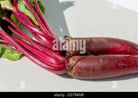 Les betteraves Cylindra sont de couleur rouge vif avec un fond blanc. La tête de la betterave a été récemment coupée et le légume a un riche jus rouge. Banque D'Images