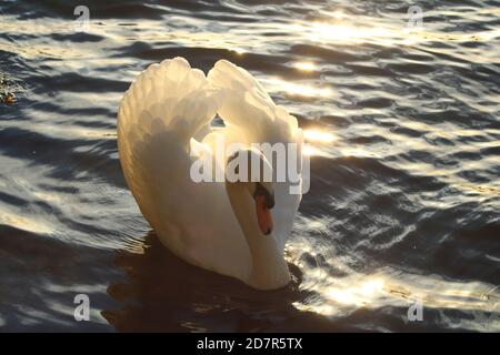 Gros plan d'un magnifique cygne muet sur un lac. Lumière du soleil qui coule à travers les ailes d'un oiseau d'eau. Vagues et se réveiller autour de l'animal. Banque D'Images