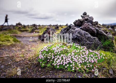 Laufscalavarda, paysage islandais avec des personnes marchant en arrière-plan et roche de pierre cairns avec des mousses vertes et des fleurs de campion rose vue à angle bas Banque D'Images