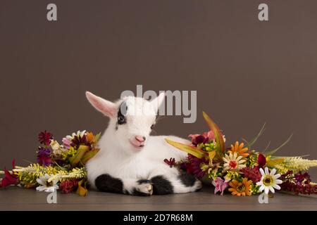 Chèvre noir et blanc et fond floral Banque D'Images