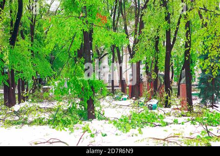 Parc vert après une tempête de neige . Parc central à Chisinau après une chute de neige en avril Banque D'Images