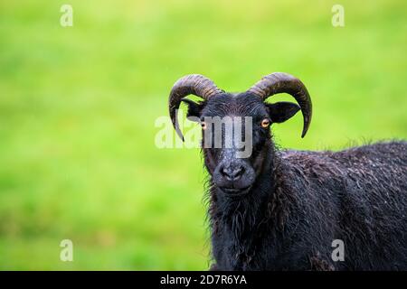 Gros plan de moutons islandais noirs debout sur un pâturage d'herbe verte Au champ de ferme dans le sud de l'Islande regardant la caméra avec yeux orange Banque D'Images