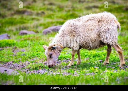 Un agneau blanc adulte mouton islandais debout pâturage herbe verte Pâturage au champ de ferme en Islande été avec côté cornes vue Banque D'Images