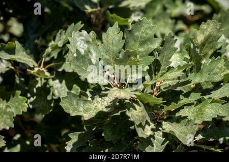 Gros plan sur une branche de quercus robus avec un accent sur une feuille de chêne et son fruit vert d'corne. Quercus robus est un arbre européen, également appelé par le nom comm Banque D'Images