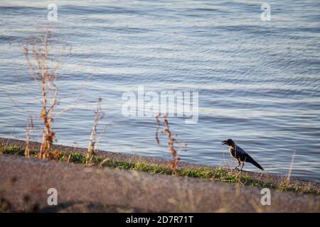 Se concentrer sur un corbeau à capuchon, un oiseau de corbeau noir et gris de la famille des corvidae, également appelé Corvus Cornix, situé à côté du Danube à Belgrade, Banque D'Images