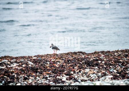 Grundarfjordur, village islandais de la péninsule de Snaefellsnes près d'un oiseau noir Haematopus ostralegus Oystercatcher à bec jaune et rouge Banque D'Images