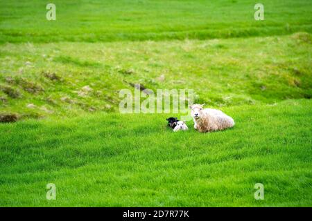 Grundarfjordur, village de ville islandais dans la péninsule de Snaefellsnes avec terrain de ferme herbe verte luxuriante prairie et moutons islandais pâturage et bébé agneau Banque D'Images