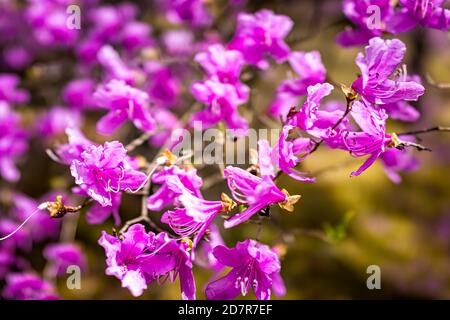 Kyoto, Japon gros plan motif de fleurs d'azalea rhododendron violet à Ninna-ji temple sanctuaire jardin fermé Banque D'Images