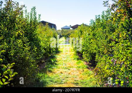 Verger de pommes avec des rangées d'arbres dans la ferme de jardin dans Automne automne campagne agricole en Virginie avec des feuilles vertes et bâtiments maison Banque D'Images