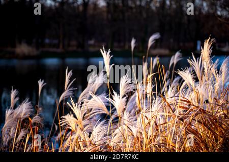 Des roseaux secs en hiver à Warszawa Lazienki ou Royal Baths Park avec étang d'eau de lac en arrière-plan au coucher du soleil à Varsovie, Pologne Banque D'Images